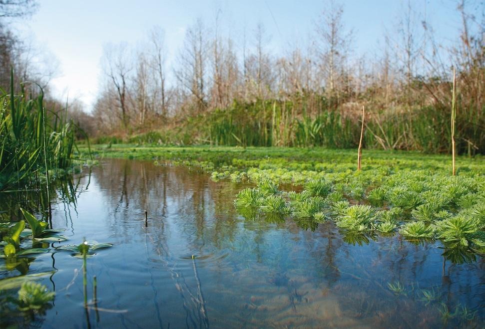 Poca acqua nel Porta: falchi, aironi e tarabusi potrebbero volare via