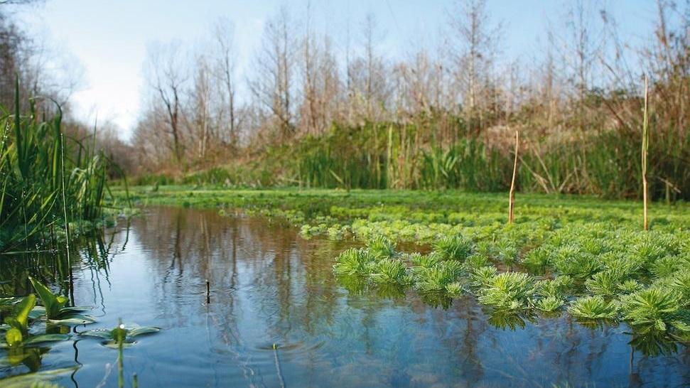 Poca acqua nel Porta: falchi, aironi e tarabusi potrebbero volare via