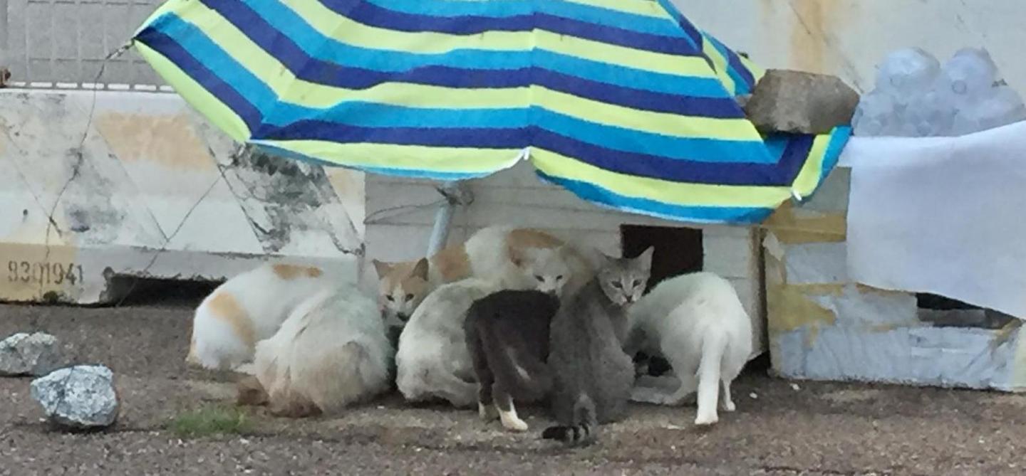 “Animalia” contro la giunta Cannas 