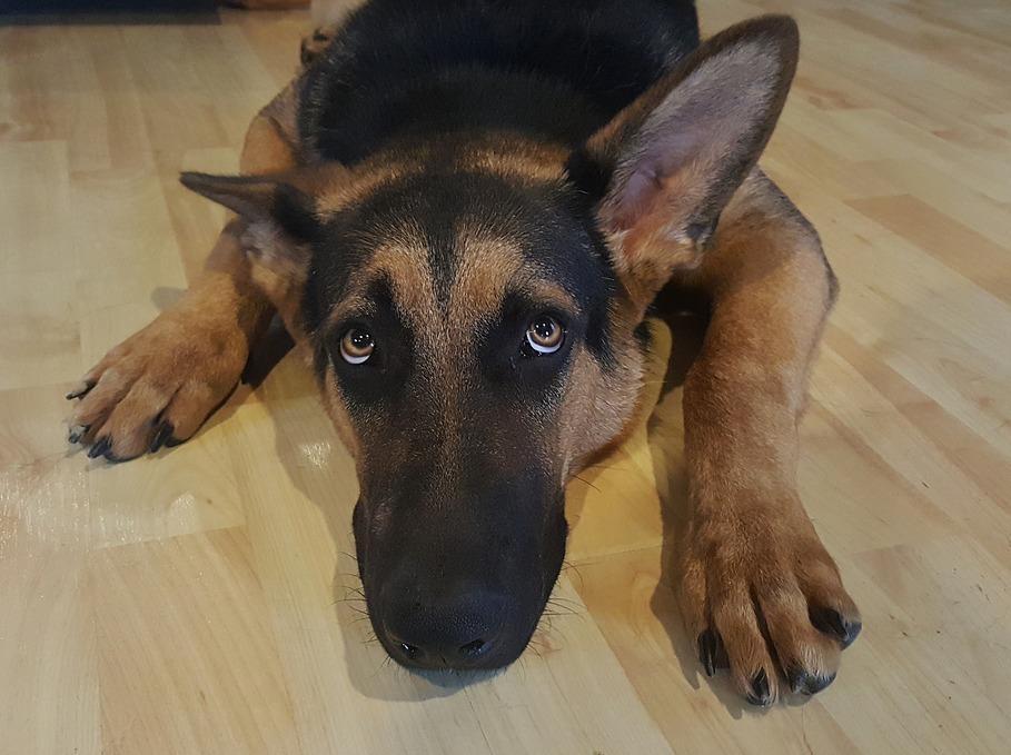 Impicca un cane nel parco denunciato un oristanese 