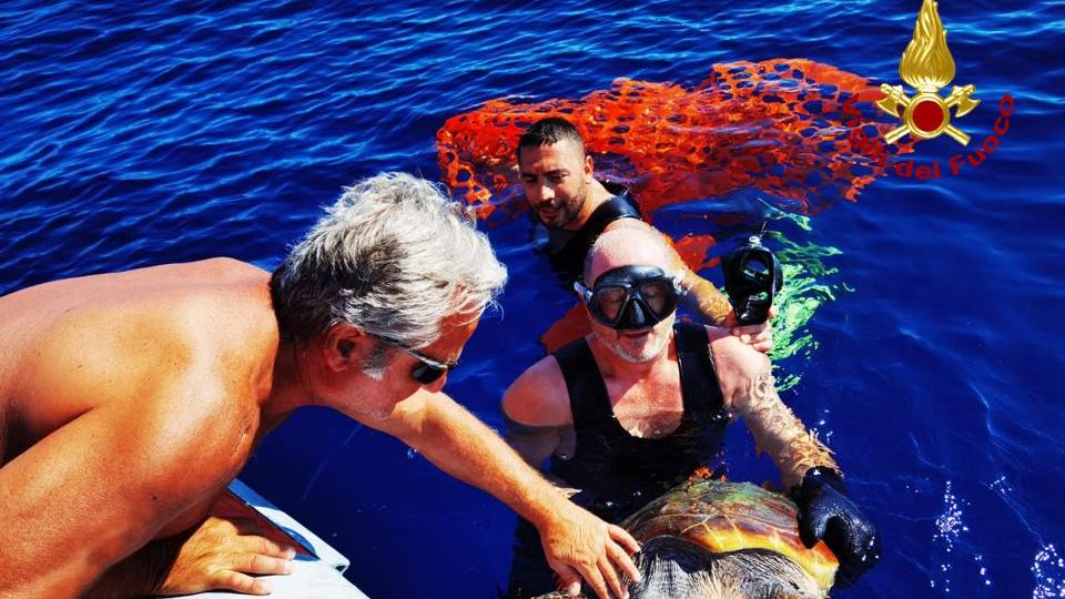 Sommozzatori del vigili del fuoco all'Asinara salvano una tartaruga Caretta Caretta