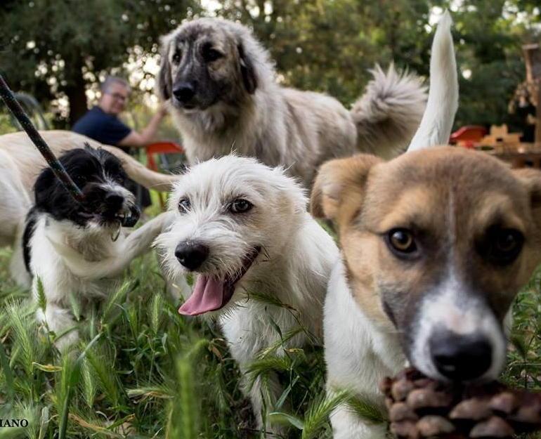 Lucca verde, smart e a misura di animale col progetto In-Habit 