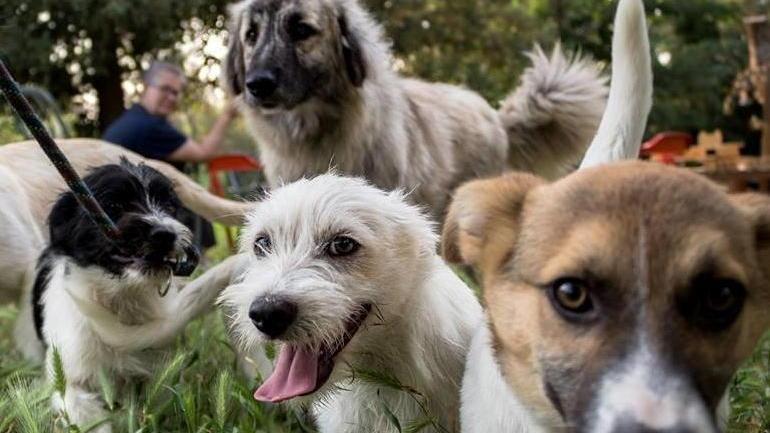 Lucca verde, smart e a misura di animale col progetto In-Habit