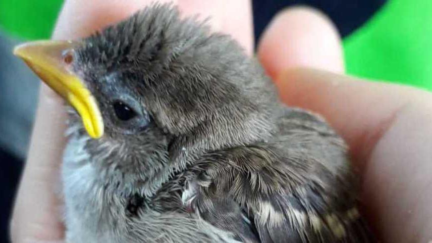 Uccellini feriti o caduti dal nido Ci pensa Anpana