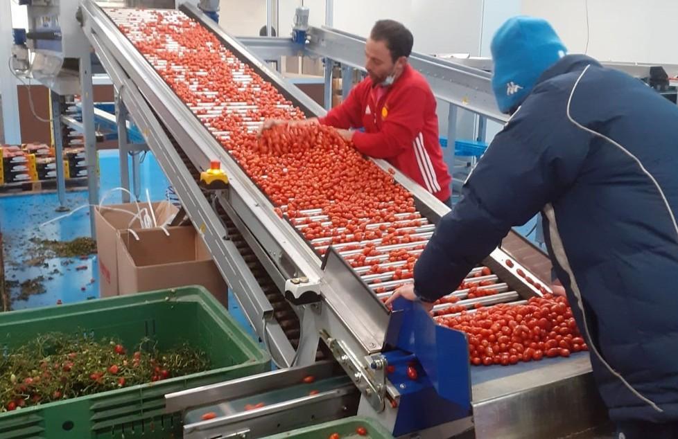 Lorenzini e la macchina che seleziona pomodori Acquisto da un milione