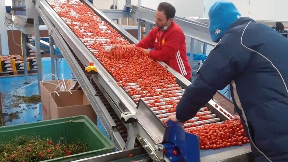 Lorenzini e la macchina che seleziona pomodori Acquisto da un milione
