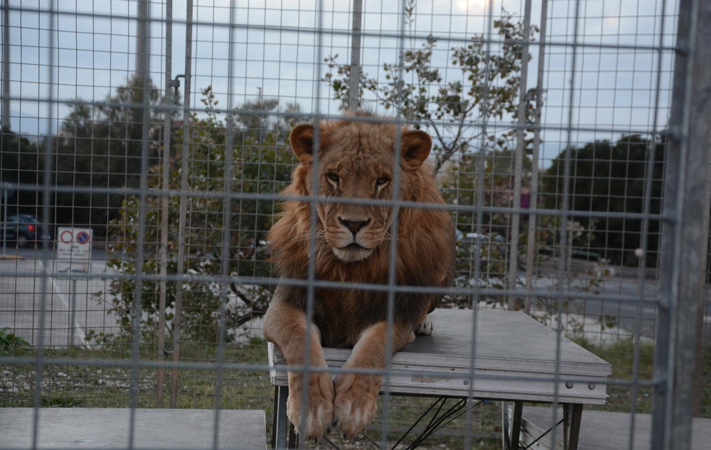 Circhi con animali, la città è off limits 