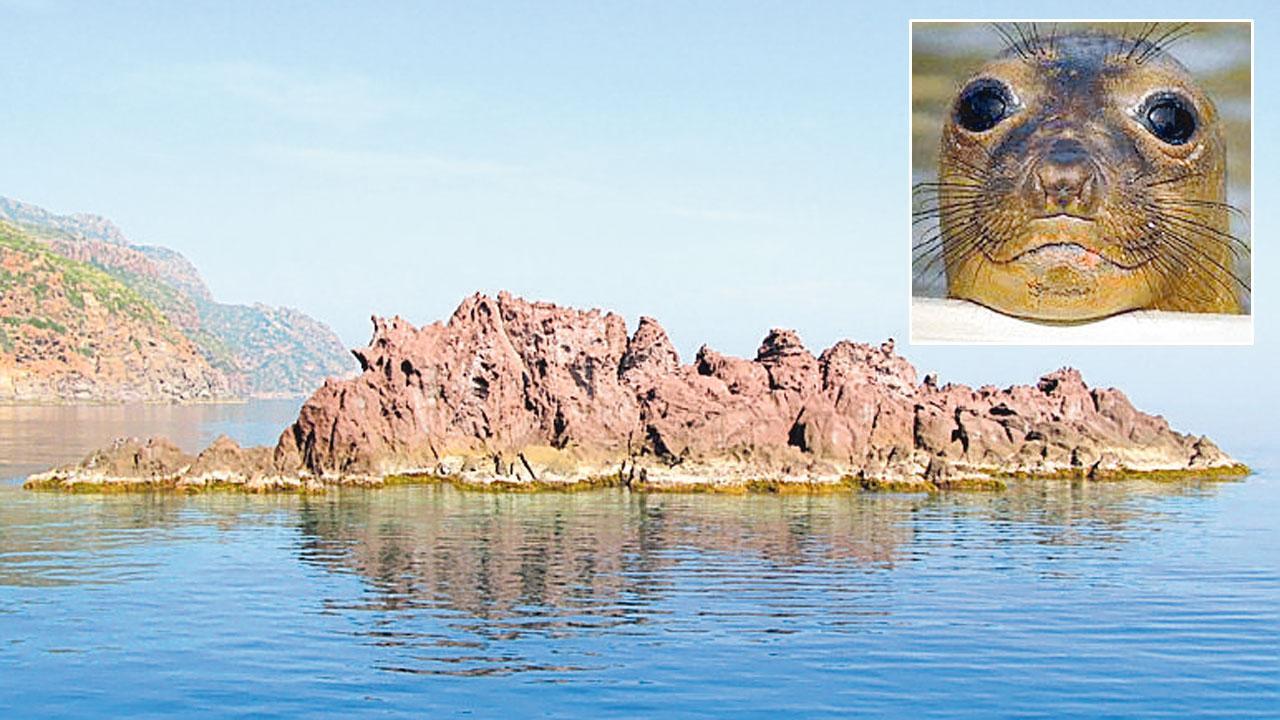 C’è la foca monaca, il Parco dell’arcipelago sigilla un tratto di mare intorno a Capraia