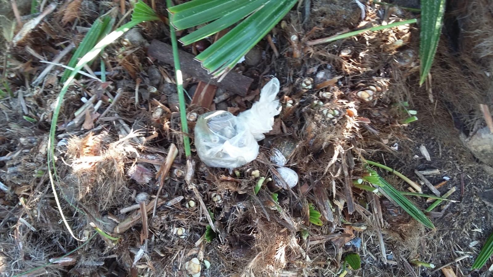 La droga scoperta dai cittadini alla base di una delle palme di piazza Garibaldi