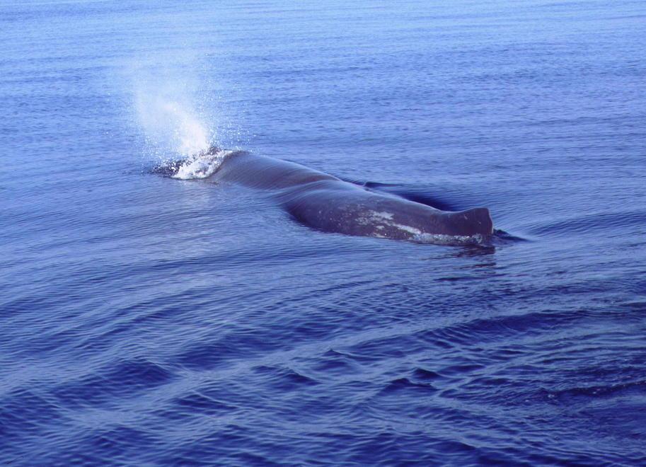Doppio “spruzzo” nel canale I cetacei migrano in Liguria 