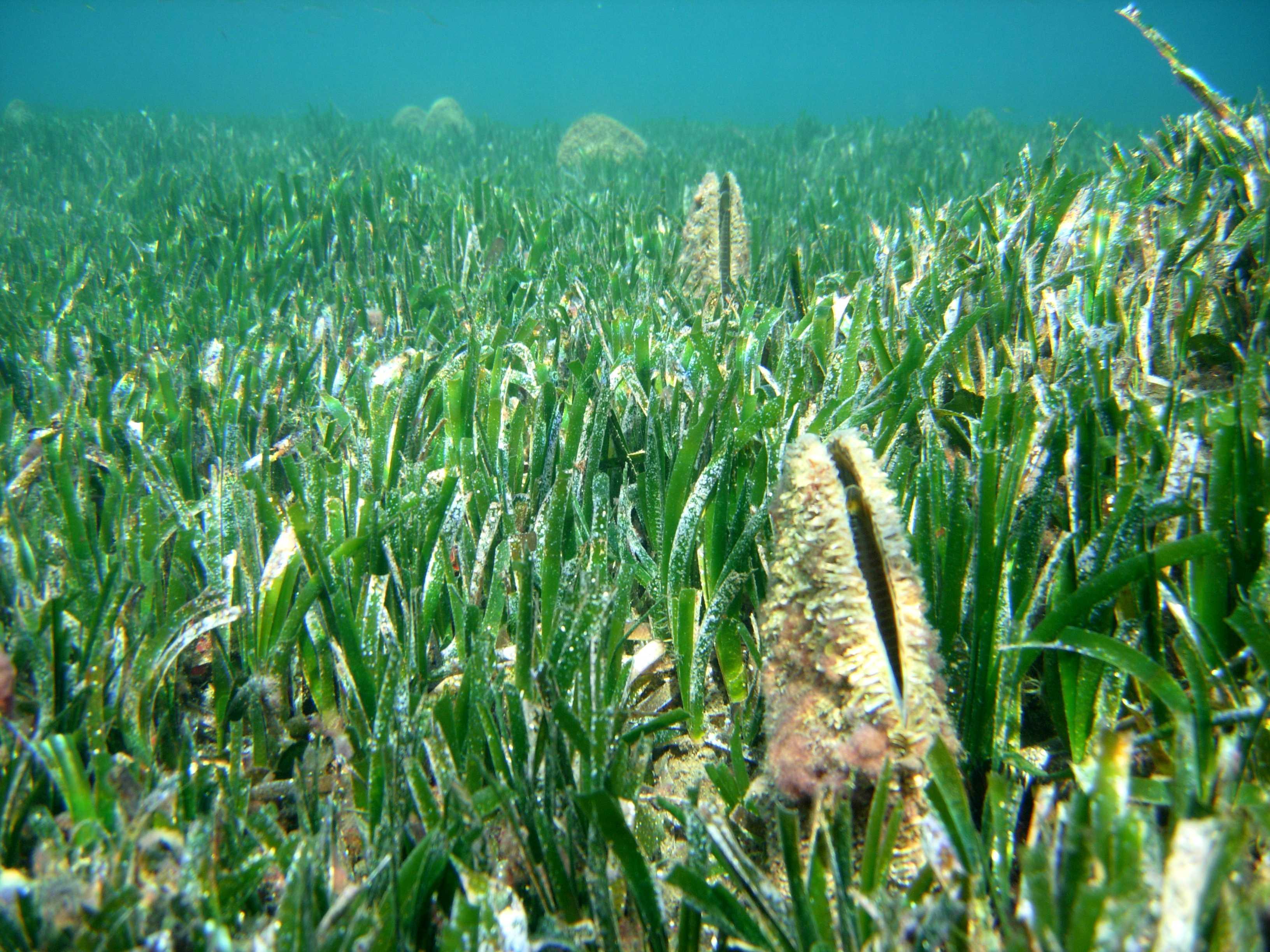 Le nacchere in mezzo alle posidonie come non si vedono più nel fondale di Capo Caccia