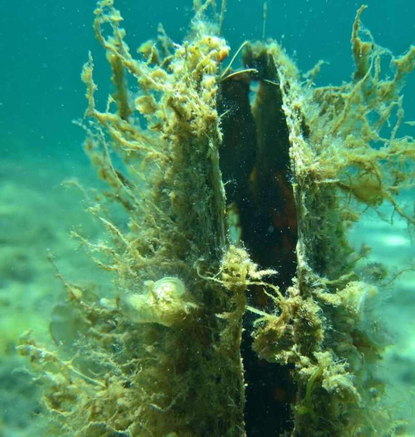 Un batterio killer le condanna a morire di fame