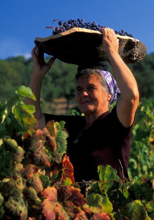 Una rete di Comuni sotto il segno del vino Mandrolisai 