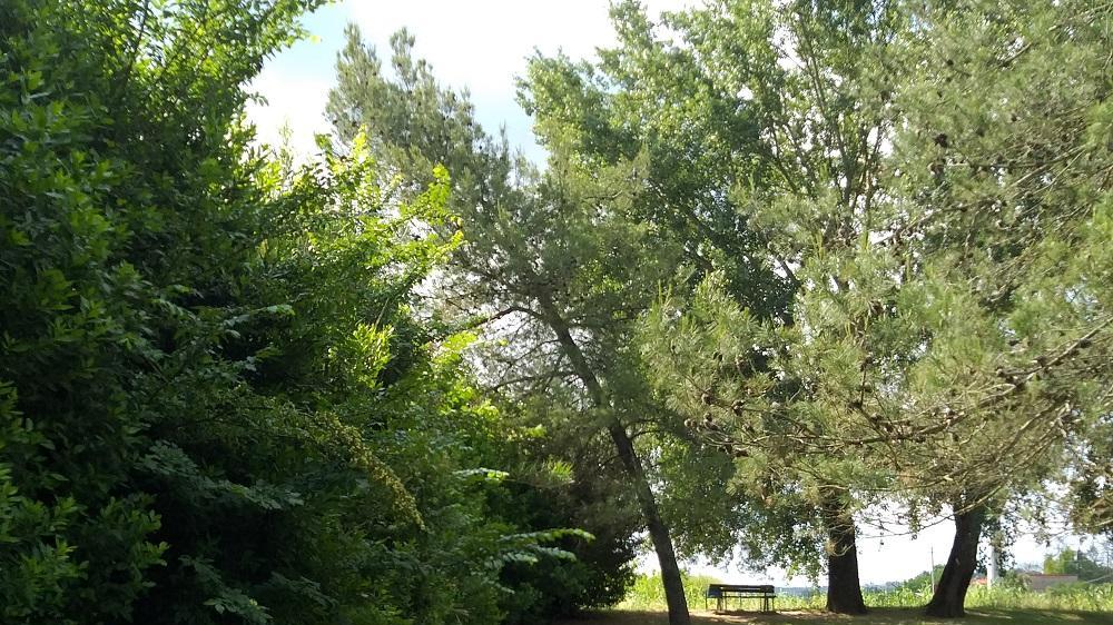 Uno degli alberi tagliati nel giardino di Brusciana ritenuto pericoloso perché era troppo vicino alla linea ferroviaria