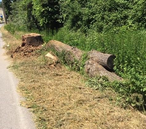 Martinelli: «Alberi nel fosso a Cerasomma»