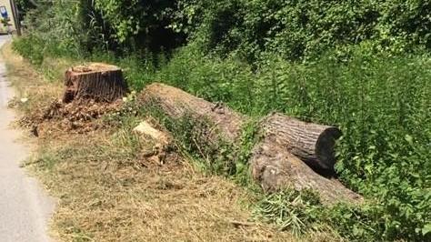 Martinelli: «Alberi nel fosso a Cerasomma»