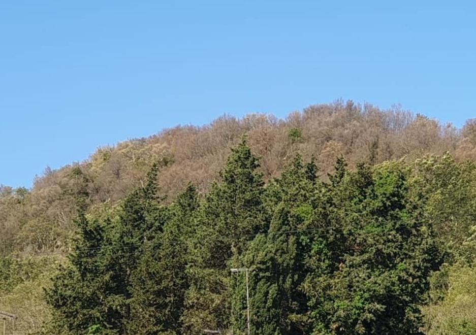 Montioni, nel parco l’anticipo dell’autunno portato dalla limantria 