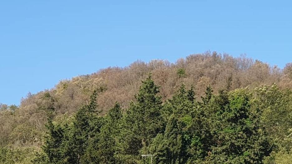 Montioni, nel parco l’anticipo dell’autunno portato dalla limantria