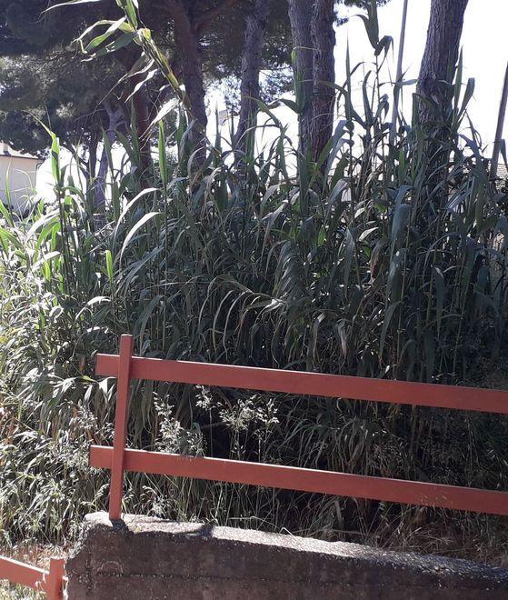 Proteste in via della Cava «per le piante infestanti»