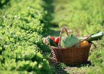 Pochi turisti, l’agricoltura affonda 