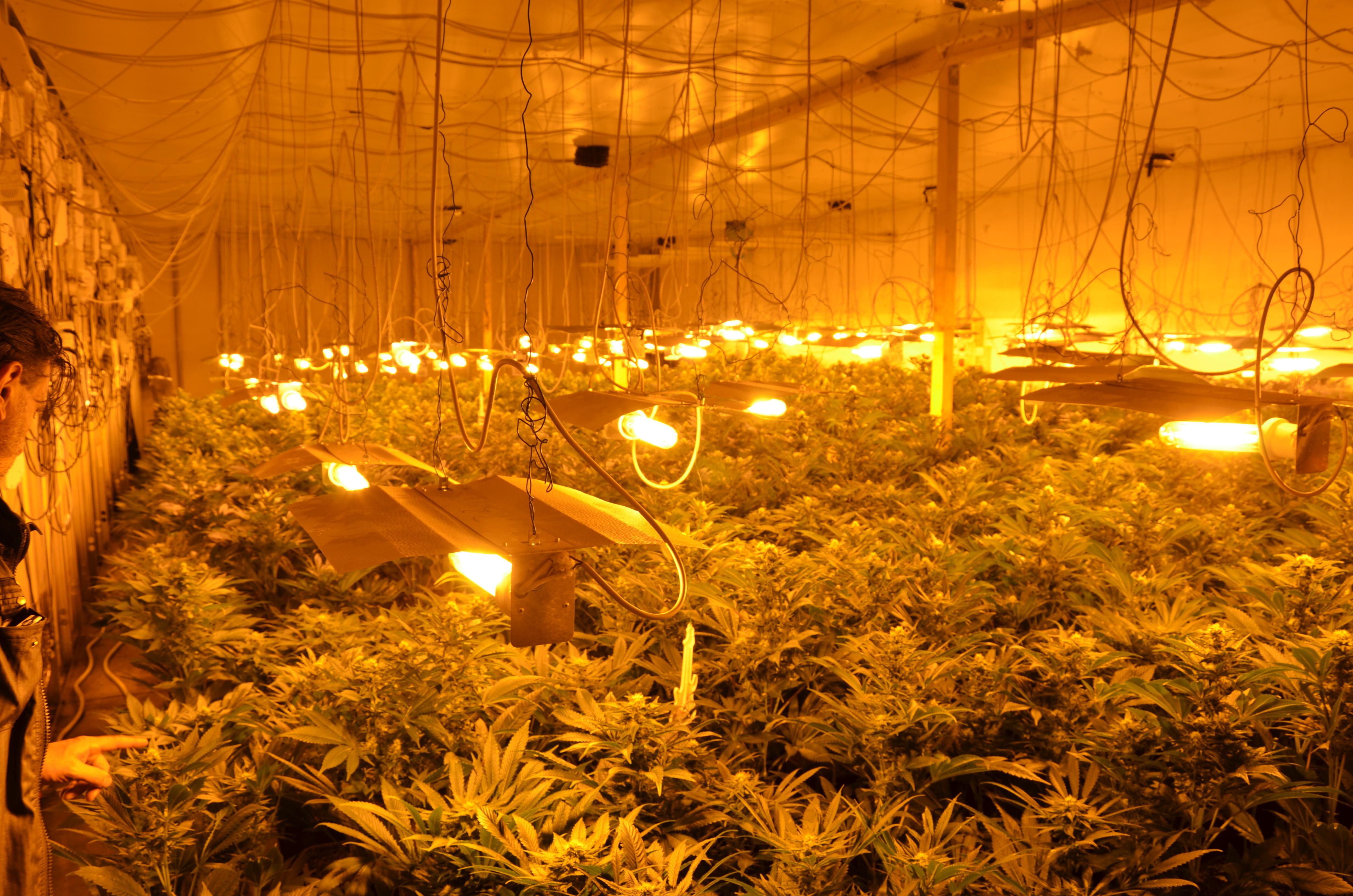 La marijuana trovata dalla polizia municipale a Galciana nel 2014
