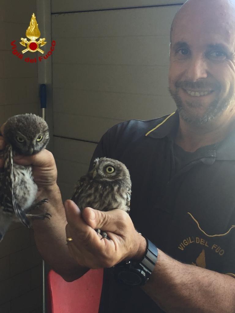 Le due civette salvate dai vigili del fuoco (foto Mario Rosas)