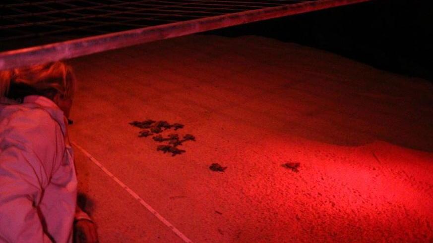 Legambiente ai Comuni «Serve più attenzione per le tartarughine»