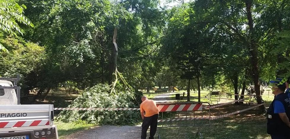 Mirabello, ramo si spezza a parco Roda: area transennata