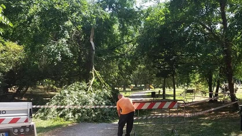 Mirabello, ramo si spezza a parco Roda: area transennata