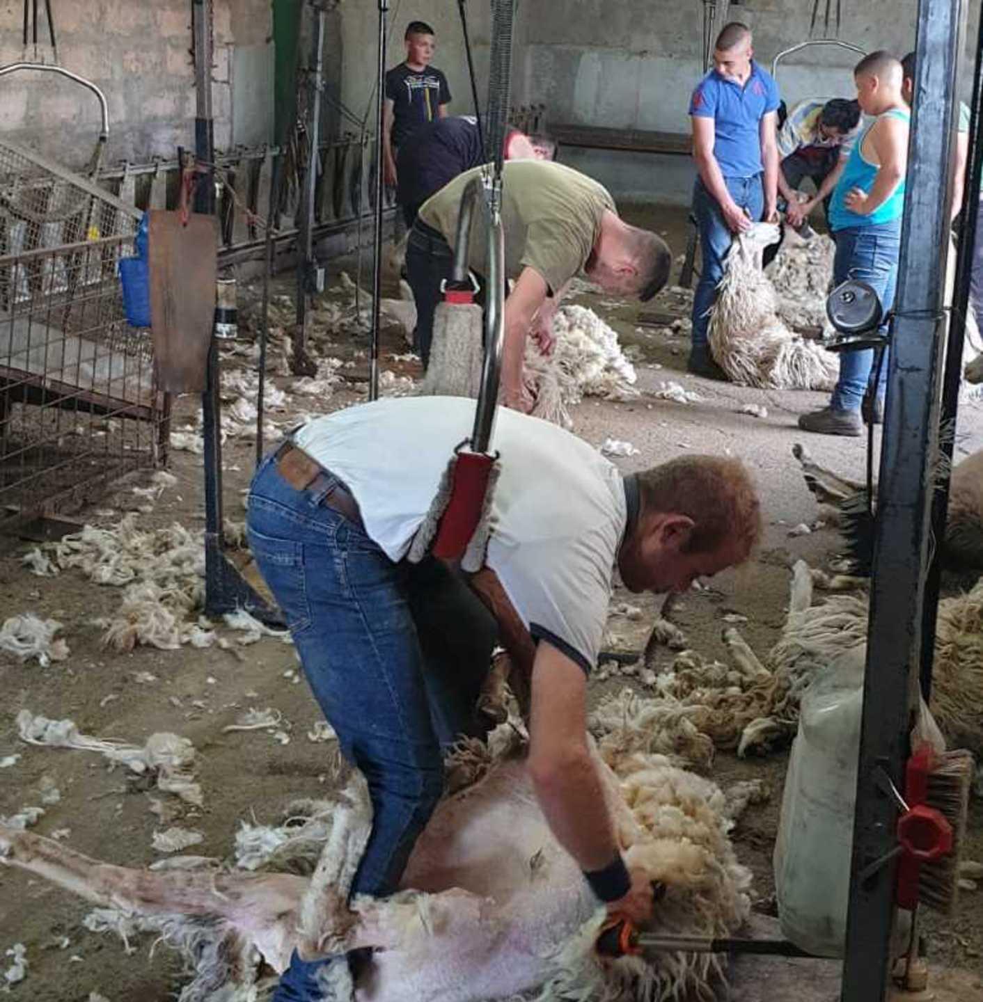 Il rito della tosatura perde magia 