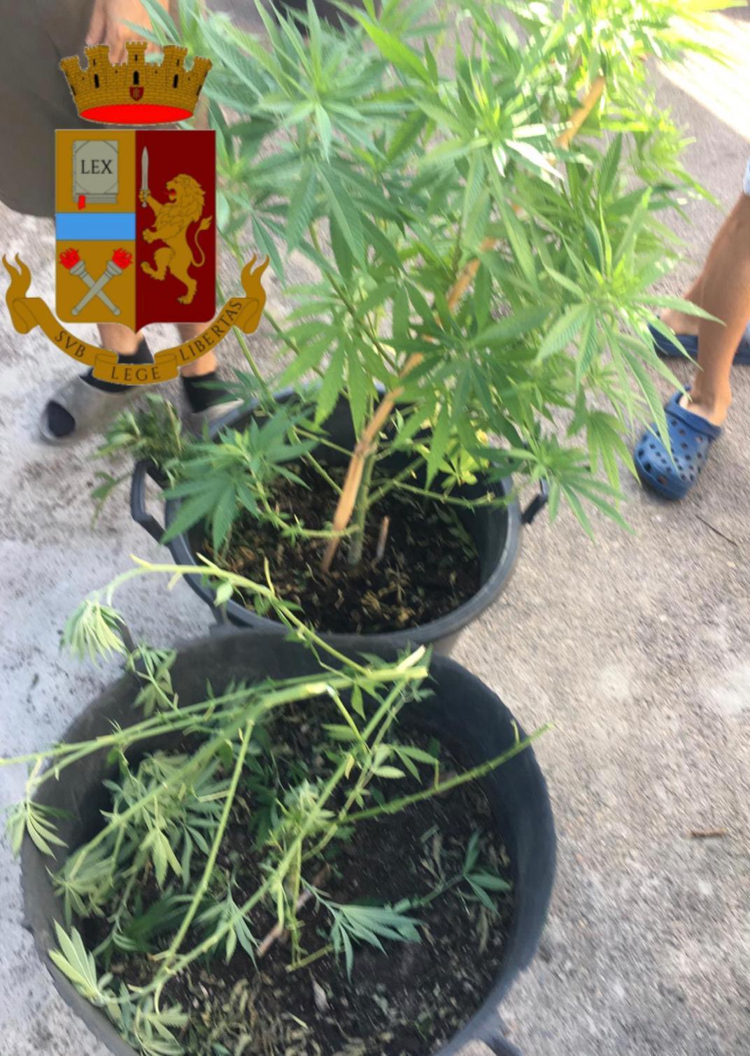 Coltivano marijuana nel cortile di casa a Cagliari: arrestati due fratelli
