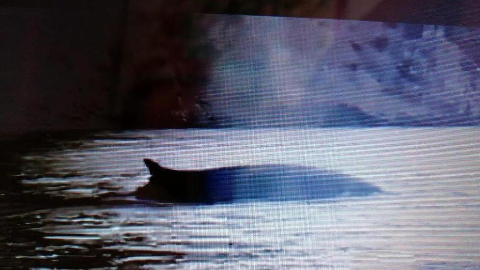 Spettacolo in mare Balene sotto costa con un branco di delfini