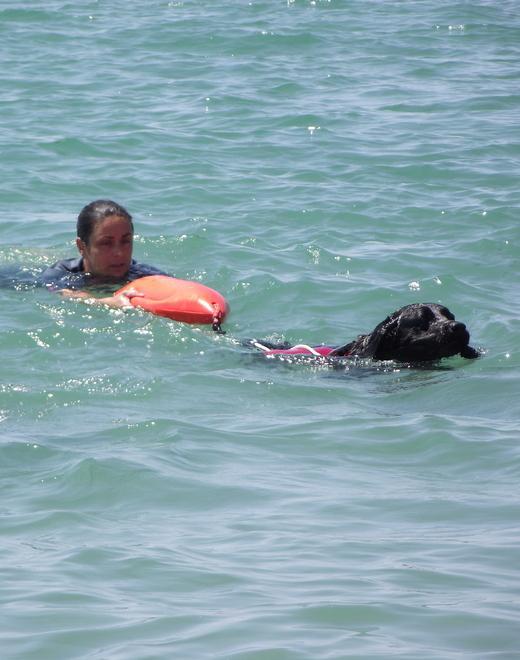 Nei fine settimana sulla Costa est anche i cani-bagnino