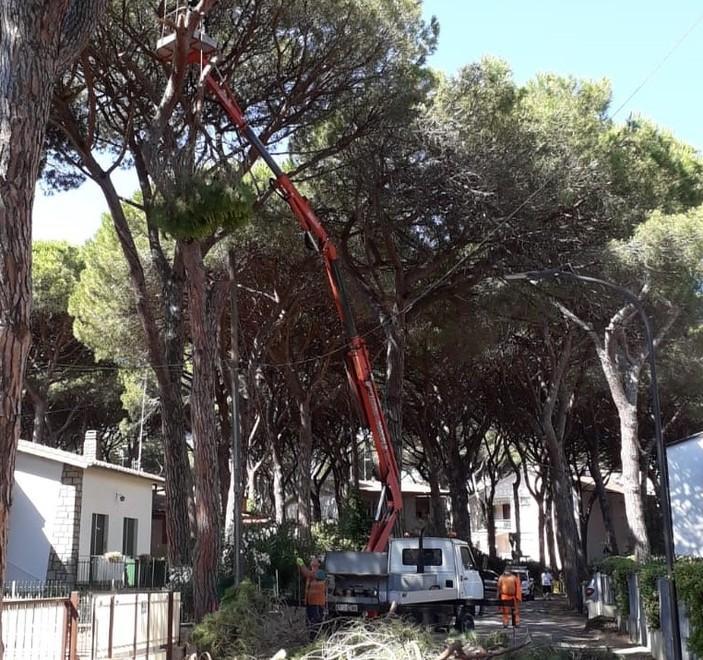 Lavori in via delle Rocchette Abbattuti due pini secolari 