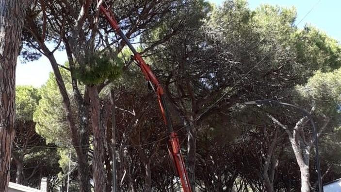 Lavori in via delle Rocchette Abbattuti due pini secolari