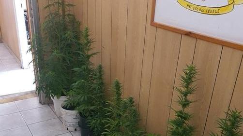 Coltiva canapa indiana intorno a casa sua Scoperto e arrestato