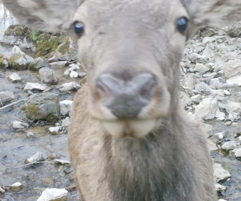 Il Parco delle Apuane si popola di cervi. «Presenza positiva per l’ecosistema» 