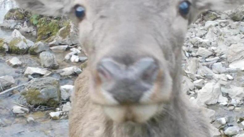 Il Parco delle Apuane si popola di cervi. «Presenza positiva per l’ecosistema»