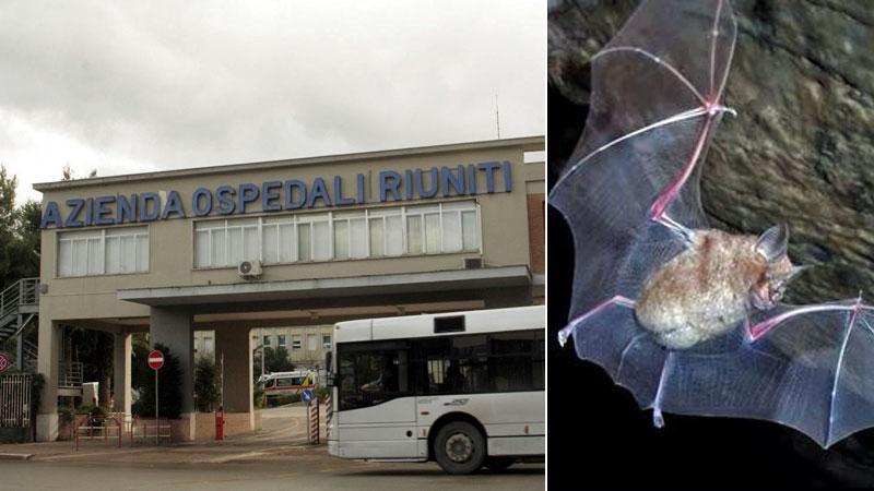Morsa da un pipistrello italico, scatta in Toscana l'allarme per una bimba di 7 anni