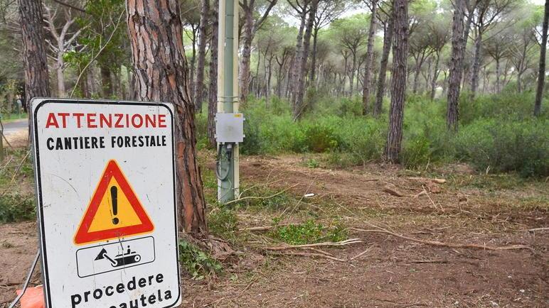 Piano antincendi, stop all’abbattimento dei pini