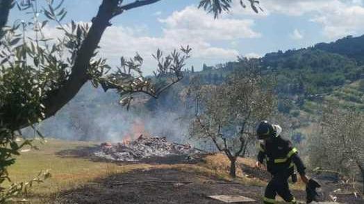 Incendio danneggia 70 olivi