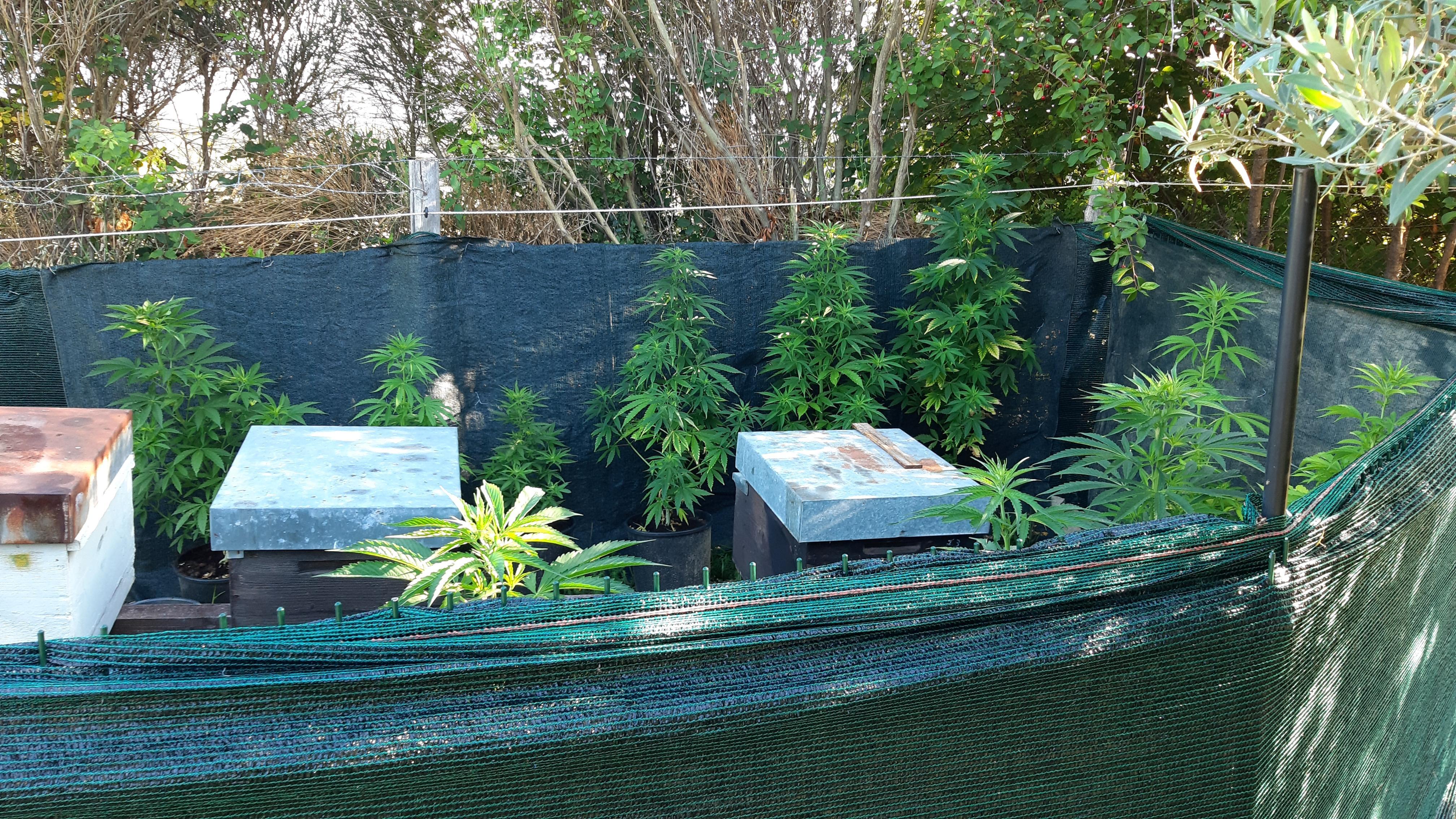 Le piante di marijuana scoperte nel giardino di casa di un sessantenne a Seggiano