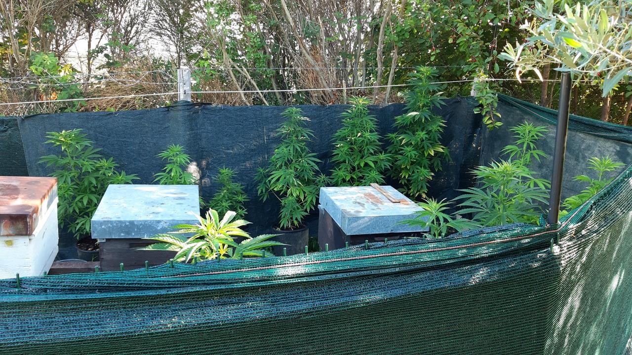 Le piante di marijuana scoperte nel giardino di casa di un sessantenne a Seggiano