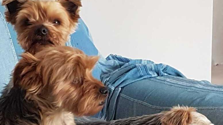 Due dei tre cagnolini di Gabriella