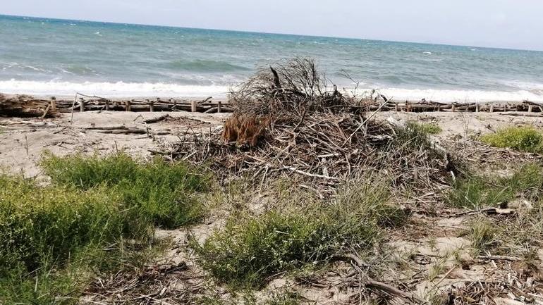 Spiaggia libera del Mortelliccio Rami e arbusti lasciati in pineta