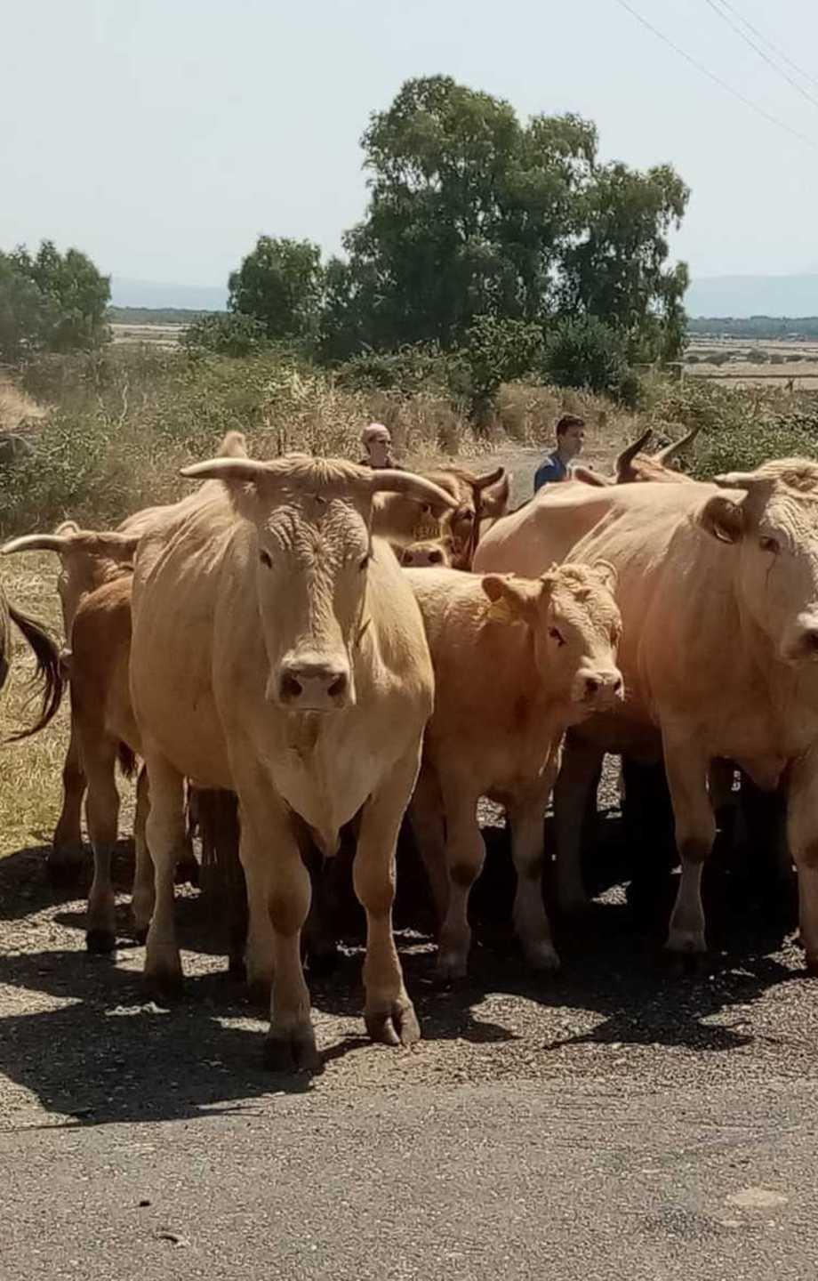 Turismo sulle rotte della transumanza 