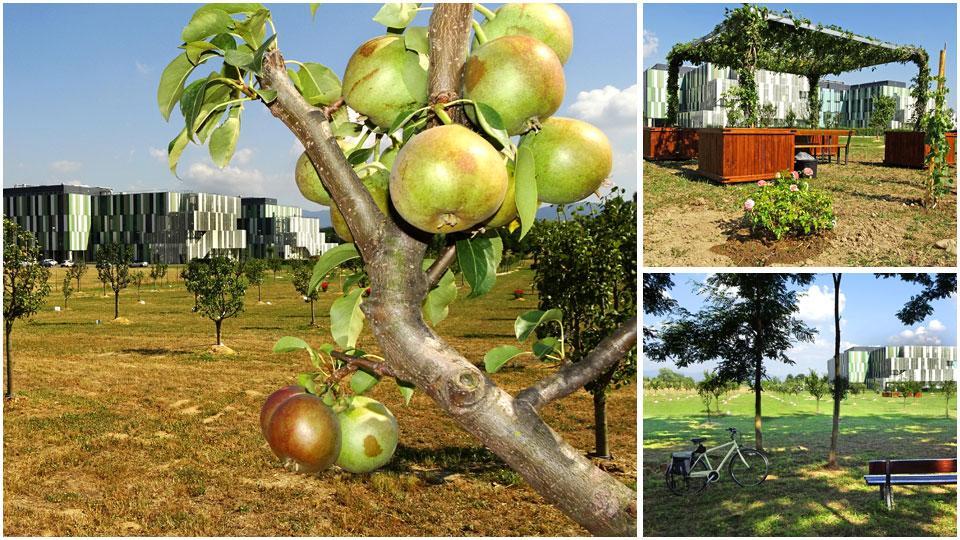 Un albero carico di frutti e, sullo sfondo, la sagoma dell’ospedale San Jacopo, il gazebo creato con le piante rampicanti e una panchina al fresco