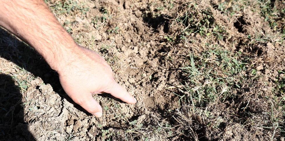 Danni causati ai campi dai cinghiali: cambia la richiesta risarcimento