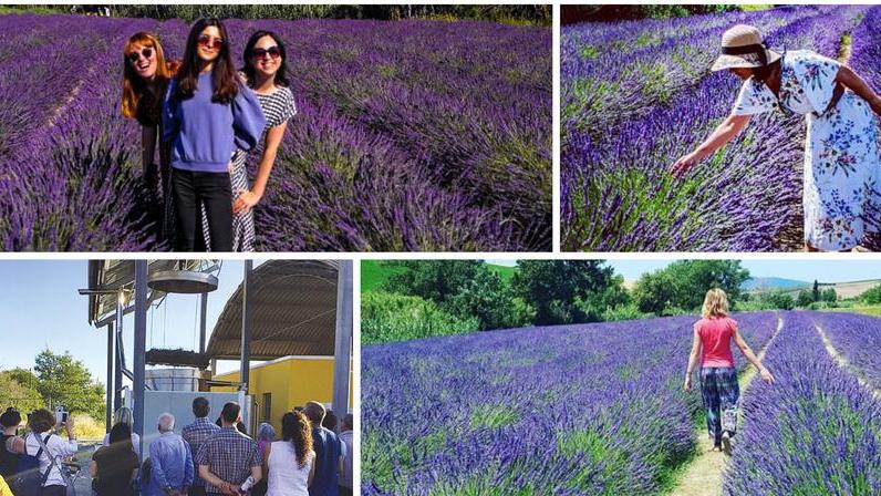 Tutti pazzi per i campi di lavanda a Santa Luce: sono l’attrazione dell’estate
