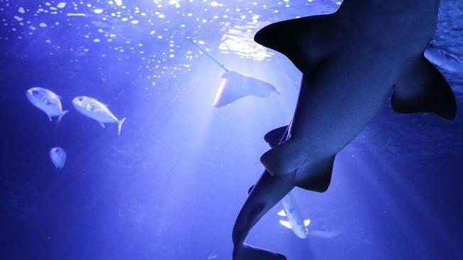 Australia: morto sub attaccato da uno squalo